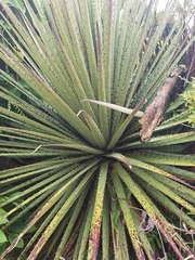 Puya hamata