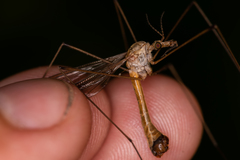 Tipula selene