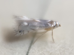 Phyllocnistis vitegenella image
