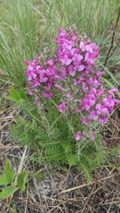 Pedicularis rubens