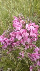 Pedicularis rubens