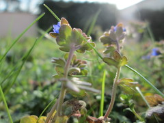 Veronica triphyllos