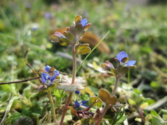 Veronica triphyllos