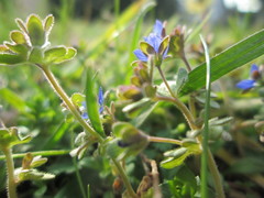 Veronica triphyllos