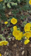 Potentilla sericea