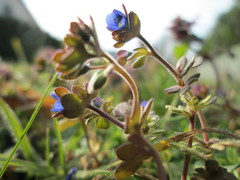 Veronica triphyllos