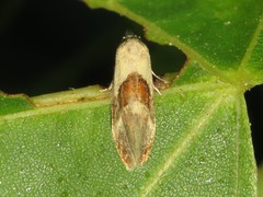 Phalonidia lepidana