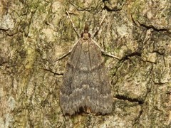 Scoparia penumbralis