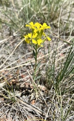 Erysimum inconspicuum