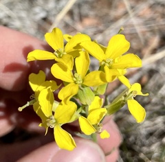 Erysimum inconspicuum