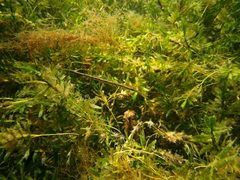 Siphonognathus argyrophanes