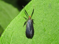 Dichomeris nonstrigella