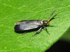 Dichomeris nonstrigella