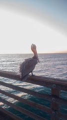 Pelecanus occidentalis