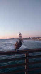 Pelecanus occidentalis