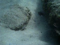 Centropogon australis
