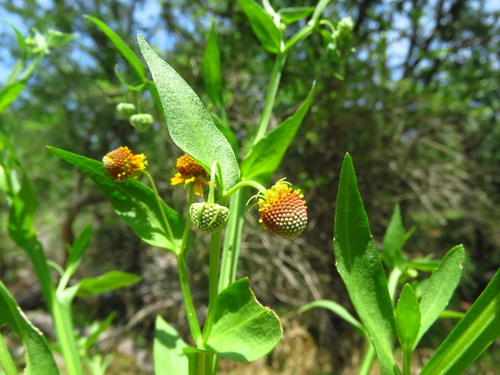 Image of Helenium microcephalum by (c) Annika Lindqvist, some rights reserved (CC BY)