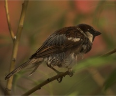 Passer domesticus