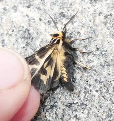 Apantesis franconia