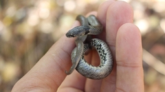 Macroprotodon brevis ibericus