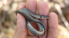 Macroprotodon brevis ibericus