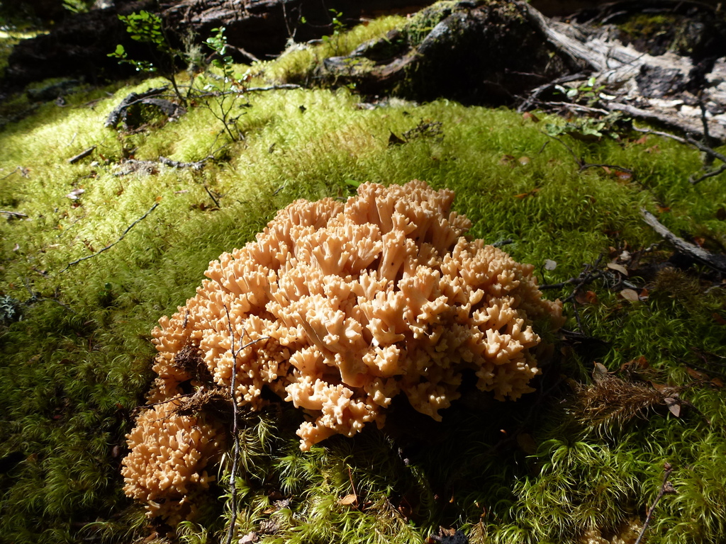 Ramaria junquilleovertex
