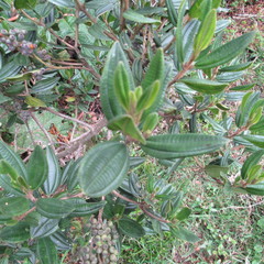 Miconia elaeoides