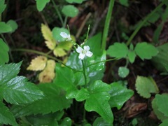 Cardamine clematitis