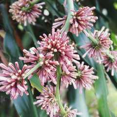 Dracaena fragrans