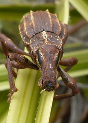 Anagotus oconnori