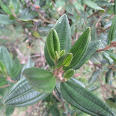 Miconia elaeoides