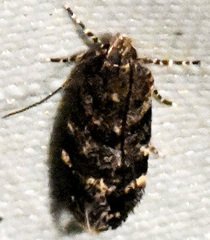 Chionodes obscurusella