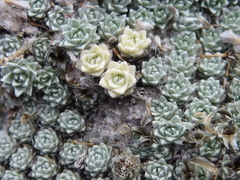 Raoulia bryoides