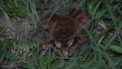 Leptodactylus peritoaktites