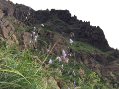 Adenophora triphylla