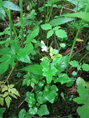 Cardamine clematitis