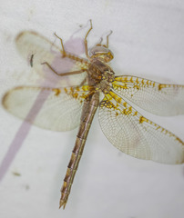 Neurocordulia xanthosoma