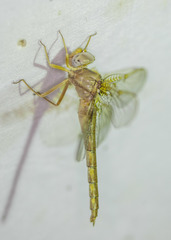 Neurocordulia xanthosoma