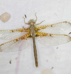 Neurocordulia xanthosoma