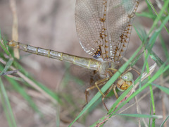 Neurocordulia xanthosoma