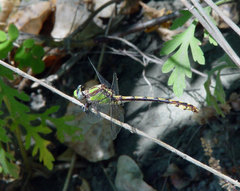 Ophiogomphus