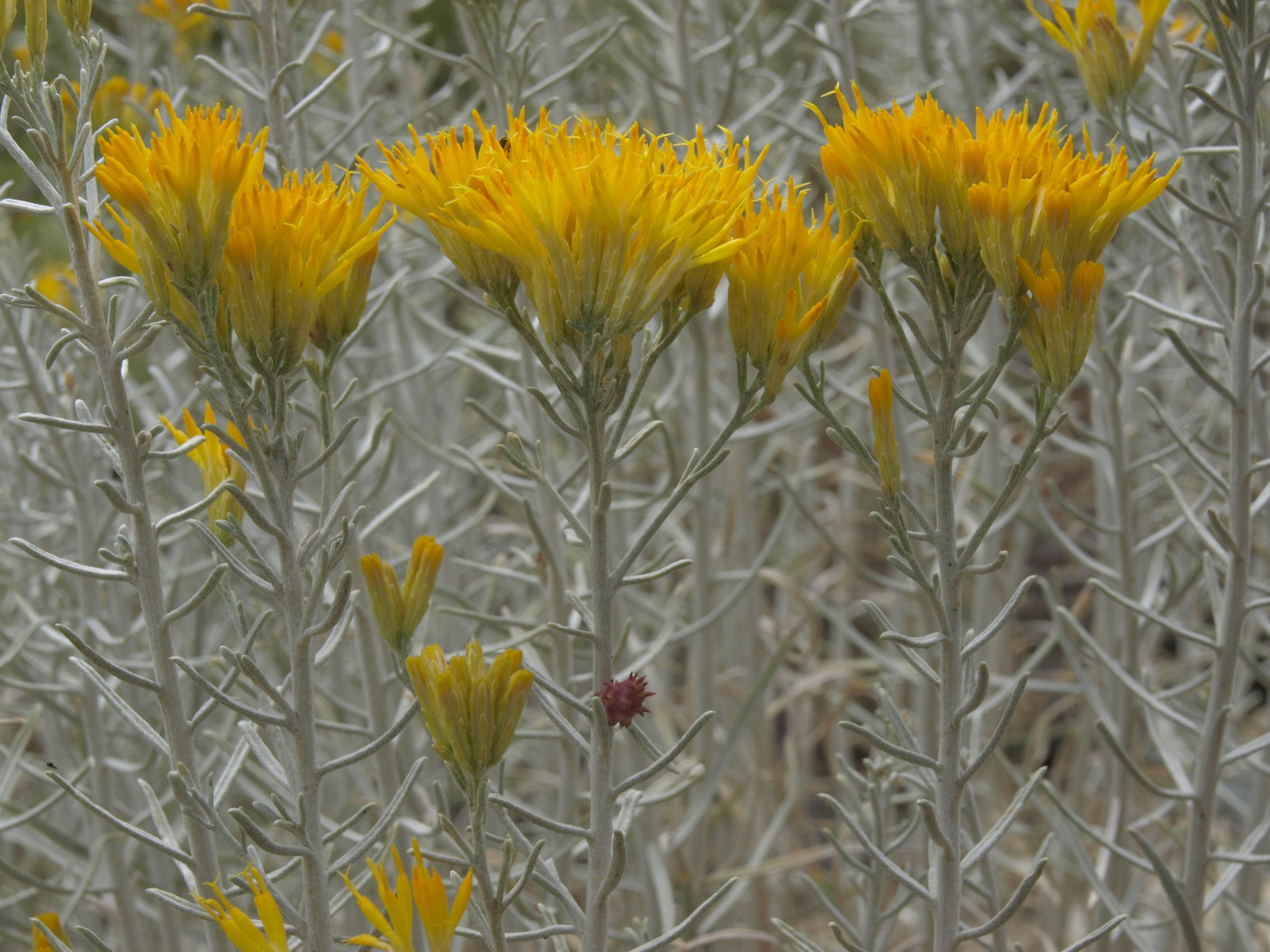 Ericameria nauseosa var. hololeuca