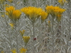 White Rabbitbrush - Photo (c) Jim Morefield, some rights reserved (CC BY)