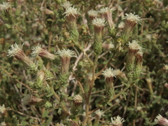 Brickellia microphylla microphylla