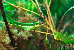 Long-Rayed Weed-Whiting photo 2