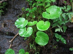 Parnassia asarifolia