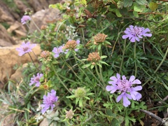 Scabiosa japonica