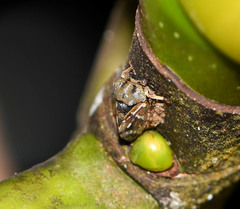 Tropidaspis