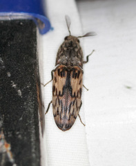 Pherhimius fascicularis