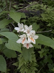 Weigela middendorffiana